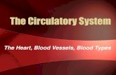The Circulatory System - slido.files.wordpress.com · The Closed Circulatory System •Humans have a closed circulatory system, typical of all vertebrates, in which blood is confined