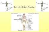The Skeletal System - monroe.k12.ky.us€¦ · the axial skeleton. •The attachment of the pelvis to the sacrum is an incredibly stable and strong attachment, unlike the pectoral