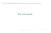 The Carbon Cycle - are.berkeley.eduare.berkeley.edu/~chris/Lectures/ClimateChangeEconomics/Slides/1... · Carbon Cycle & Feedback Effects The Economics of Climate Change –C 175