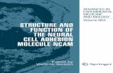 Structure and Function of the Neural Cell Adhesion€¦ · Bock in the early 1970s identified the neural cell adhesion molecule NCAM as brain specific protein D2 (published in Journal
