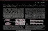 Blindsight depends on the lateral geniculate nucleus · attributed to the position of either the lesion or the stimulus, as the retinotopically matched stimulus in the opposite visual