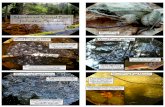 Northeast Vernal Pool Indicator Speciesvernalpools.me/wp-content/uploads/2016/04/Field-ID...Indicator-Spec… · Indicator Species. Wood Frog Tadpoles Bull Frog and Green Frog Tadpoles