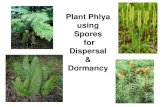 Plant Phlya using Spores for Dispersal Dormancystreaming.missioncollege.org/ebell/media/Lec_11_Spore_Plants2_F1… · Spores for Dispersal & Dormancy . Tracheophytes = Vascular plants