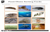 Food Chain Sorting Cards - barleymowprimary.org€¦ · Create a food chain with 4 consumers. plankton – shrimp – tuna fish – shark – human Create a food web with one producer