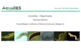 Annelida()Oligochaeta Patrick(Martinodnature.naturalsciences.be/downloads/aquares/AquaRES_workshop... · Brussels,(28+29+30 September General(background • Definition • Segmented,worms