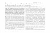 Dopamine receptor regulating factor, DRRF: A zinc finger ... · Dopamine receptor regulating factor, DRRF: A zinc finger transcription factor Cheol Kyu Hwang*, Ursula M. D’Souza*,