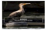 BIRDS - Gowanus Canal Conservancy€¦ · Gowanus Field Guide: Birds Gowanus Canal Conservancy 16. Size: 23-26” in length Diet and nesting: Omnivorous, preying on fish, marine invertebrates,