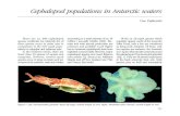Cephalopod populations in Antarctic waterseprints.uni-kiel.de/8327/1/2009 Piatkowski_Cephalopod populations i… · 171 There are ca. 800 cephalopod species worldwide but relatively
