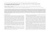A Fungal Metallothionein Is Required for Pathogenicity ... · A Fungal Metallothionein Is Required for Pathogenicity of Magnaporthe grisea Sara L. Tucker,a,1 Christopher R. Thornton,a