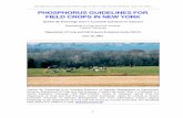 PHOSPHORUS GUIDELINES FOR FIELD CROPS IN NEW YORKnmsp.cals.cornell.edu/publications/extension/Pdoc2003.pdf · Quirine M. Ketterings is an Assistant Professor of Nutrient Management