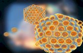 Classification of Enterovirusesmicrobiology.nuph.edu.ua/wp-content/uploads/2018/12/8_2_rabies.pdf · Classification of Enteroviruses Enteroviruses belong to the family Picornaviridae