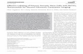 Effective Labeling of Primary Somatic Stem Cells with ...download.xuebalib.com/5imcBvxUFkAC.pdf · Nanocrystals for Second Harmonic Generation Imaging Nami Sugiyama, Ali Y. Sonay,