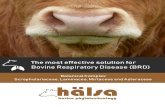 The most effective solution for Bovine Respiratory Disease ...€¦ · Made in Argentina. Elaborated by LABORATORIO BASEL Warnes 1446 (1822) Lanus Oeste | Buenos Aires, Argentina