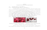 Hibiscus sabdariffia L.)eprints.umm.ac.id/45716/3/BAB II.pdf · 10 BAB II KAJIAN PUSTAKA DAN HIPOTESIS 2.1 Rosella (Hibiscus sabdariffia L.) 2.1.1 Deskripsi Rosella (Hibiscus sabdariffia