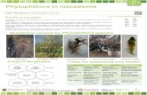 Phytophthora in macadamia - Hort Innovation...Phytophthora in macadamia Femi Akinsanmi uqoakins@uq.edu.au Symptoms caused by Phytophthora species Control Strategies Points to consider