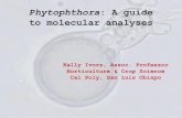 Phytophthora: A guide to molecular analyses · 2017. 7. 5. · Loropetalum chinense Phytophthora cinnamomi US Hemerocallis sp. Daylily Phytophthora nicotianae NC Nerium oleander (leafspot)
