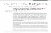 OPEN Structural Features of a Bacteroidetes-Affiliated Cellulase · 2017. 12. 7. · SCIENIFIC REPORS 5:11666 DOI: 10.1038srep11666 1 Structural Features of a Bacteroidetes-Affiliated