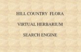HILL COUNTRY FLORA VIRTUAL HERBARIUM SEARCH ENGINEtxmn.org/wp-content/blogs.dir/1/files/2016/01/Hill... · 2017. 12. 13. · HILL COUNTRY FLORA . VIRTUAL HERBARIUM . SEARCH ENGINE