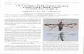 Clearwing Moths in Northwest China 63 HOLARCTIC … XU, TAO JIN, AND XIAOLI LIU... · 2019. 11. 6. · Vol. 5 No. 2 1998 xu et al.\ Clearwing Moths in Northwest China 63 HOLARCTIC