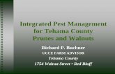 Integrated Pest Management for Tehama County Prunes and ...cetehama.ucanr.edu/files/23210.pdf · Fertilizer –– Leaf Analysis – – N, K, Zn 0.04 0 0 0 1 1 Pest – – PCA Service