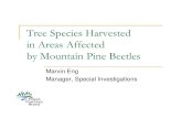 Tree Species Harvested in Areas Affected by Mountain Pine ... · with little pure pine. Other forest health issues (spruce bark beetle). AAC partitions for cedar/hemlock & deciduous.