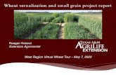 Wheat vernalization and small grain project report · Wheat does NOT flower as soon as a vernalization requirement is met. Most of our varieties are also photoperiod sensitive. As