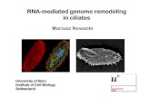 RNA-mediated genome remodeling in ciliates Nowacki.pdf · Nowacki_Salzburg2014.ppt Author: Mariusz Nowacki Created Date: 8/31/2014 4:35:32 PM ...