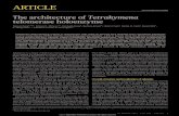 The architecture of Tetrahymena telomerase holoenzymemcb.berkeley.edu/labs/collins/pdfs/JiangetalwithSI2013.pdf · 2013. 6. 13. · Tetrahymena telomerase holoenzymes were prepared