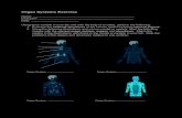 Organ Systems Exercise - bluedoorlabs · Organ Systems Exercise Name: _____ Instructor: _____ Date: _____ Using torso models in your lab and with the help of an atlas, perform the
