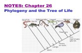 NOTES: Chapter 26 · 2018. 3. 1. · NOTES: Chapter 26 Phylogeny and the Tree of Life. Phylogeny: the evolutionary history of a species or group of species Systematics: discipline