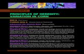 PRINCIPLES OF HEREDITY: VARIATION IN CORN · Lesson A4–2 PRINCIPLES OF HEREDITY: VARIATION IN CORN Unit A. Plant Science Problem Area 4. Managing Inputs for Plant Growth Advanced