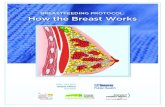 BREASTFEEDING PROTOCOL: How the Breast Works...Breastfeeding helps build the immunity of the infant and child for the duration of the breastfeeding experience (Pannaraj et al., 2017).