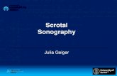 Scrotal Sonography - event.anobnic.ru · Technical requirements Linear-array transducer 12-18 MHz (high-frequency) • use gray-scale ultrasound first • always perform Color doppler
