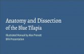 Anatomy and Dissection...comprehensive understanding of the anatomy, physiology, and dissection of the Blue Tilapia. This will be provided in the form of a visually descriptive laboratory