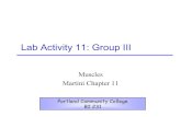 Lab 11 Group III - Portland Community Collegespot.pcc.edu/anatomy/backup/PDF/Lab_11_Group-III.pdf · supracondylar ridge of femur • Insertion: Posterior calcaneus via calcaneal