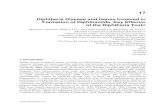 Diphtheria Disease and Genes Involved in Formation of ......Diphtheria Disease and Genes Involved in Formation of Diphthamide, Key Effector of the Diphtheria Toxin 335 toxin, French