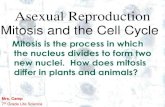 Asexual Reproduction...1 1 Asexual Reproduction Mitosis and the Cell Cycle Mitosis is the process in which the nucleus divides to form two new nuclei. How does mitosis differ in plants
