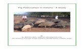 Pig Pastoralism in Odisha F-3 - Pathe Pathshalapathepathshala.org/books/Pig Pastoralism in Odisha F-3.pdfwork of soil digging, quarries and driving vehicles. But pig pastoralism is