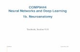 COMP9444 Neural Networks and Deep Learning 1b. Neuroanatomy · Neuroanatomy Textbook, Section 9.10 COMP9444 c Alan Blair, 2020. COMP9444 20T3 Neuroanatomy 1 What is a Neural Network?
