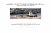 Diet of the Australian sea lion (Neophoca cinerea): an ... · Diet of the Australian sea lion (Neophoca cinerea): an assessment of novel DNA-based and contemporary methods to determine