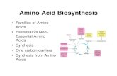 Amino Acid Biosynthesisguralnl/451Amino Acid...Amino Acid Biosynthesis • Families of Amino Acids • Essential vs Non-Essential Amino Acids • Synthesis • One carbon carriers