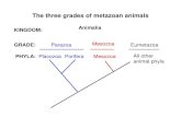 The three grades of metazoan animals - FSU Biologybsc2011l/sp_05_doc/Porifera_1-18-05.pdf · Microsoft PowerPoint - Porifera 1-18-05.ppt Author weismantel Created Date 1/18/2005 11:51:02