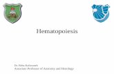 Hematopoiesis - JU Medicine...cells from precursors developing during hemopoiesis/ hematopoiesis (Gr. haima, blood + poiesis, a making). Early embryo Yolk sac mesoderm Second trimester