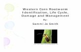 Western Corn Rootworm Identification, Life Cycle, Damage ...Chapter 4: Life Cycle 3rdinstar of development • Most plant damage occurs during this stage •Larvae feed and tunnel