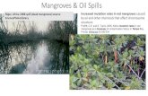 Mangroves & Oil Spills...Mangrove tree snake (Naples, FL) Forest floor fauna Fiddler crabs ... Coffee bean snails (Melampus coffeus) Prop root and associated aquatics. Subtropical