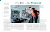 Trees Flex Their Muscles a question of muscle mass – as proven … · 2020. 2. 26. · boring their way into the ground. PETER FRATZL and his team at the MAX PLANCK INSTITUTE OF