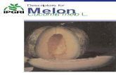 Descriptors for Melon - Qendra e Resurseve Gjenetike · An introduction to Melon ix AN INTRODUCTION TO MELON The most common name used for Cucumis melo L. is melon. Other names include