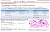 Testicular Tumors - University of California, Davis...2020/10/12  · Rete Testis Adenocarcinoma: Very Rare. Malignant. Diagnosis of exclusion. Malignant gland forming tumor of rete