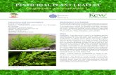 Dysphania ambrosioidesprojects.nri.org/adappt/docs/Dysphania_factsheet.pdfNyeri, Limuru, Thika, Machakos and Laikipia. Uses Pesticidal - Leaf decoction is used as a fumigant against