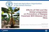 Efforts of FAO and the Global programme on Prevention of ......Efforts of FAO and the Global programme on Prevention of Banana Fusarium Wilt Disease (Foc TR4) Fazil Dusunceli Agriculture